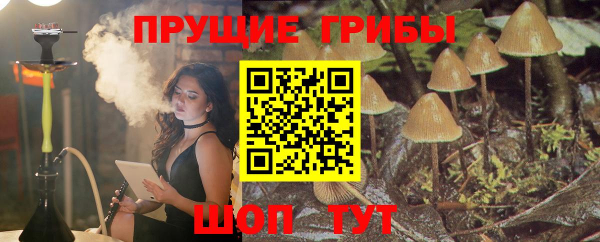 Псилоцибиновые грибы GOLDEN TEACHER  цена   Слободской  Псилоцибиновые грибы мухоморы  Вход с VPN 